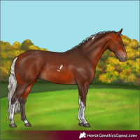 Horse Color:Silver Bay Tobiano Rabicano