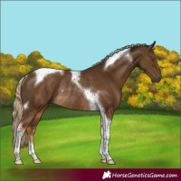Horse Color:Chocolate Palomino Tobiano Rabicano