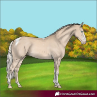 Horse Color:Cremello Sabino Tobiano Rabicano 