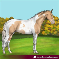 Horse Color:Gold Cream Champagne Tobiano Rabicano