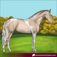 Horse Color:Chocolate Palomino Pearl Tobiano 