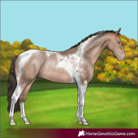 Horse Color:Amber Champagne Tobiano Rabicano
