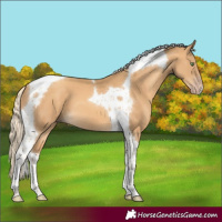 Horse Color:Gold Cream Champagne Tobiano
