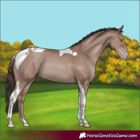 Horse Color:Classic Champagne Tobiano Rabicano