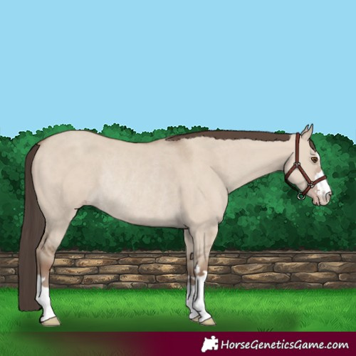 Horse Color:Classic Champagne Dun Rabicano