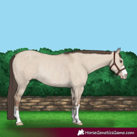 Horse Color:Classic Champagne Dun Rabicano 