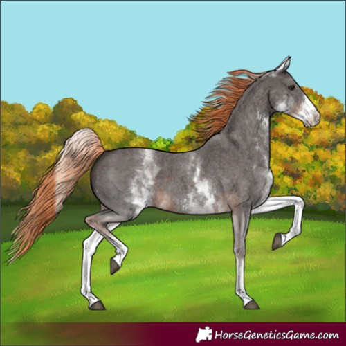 Horse Color:White Spotted Liver Chestnut Sabino