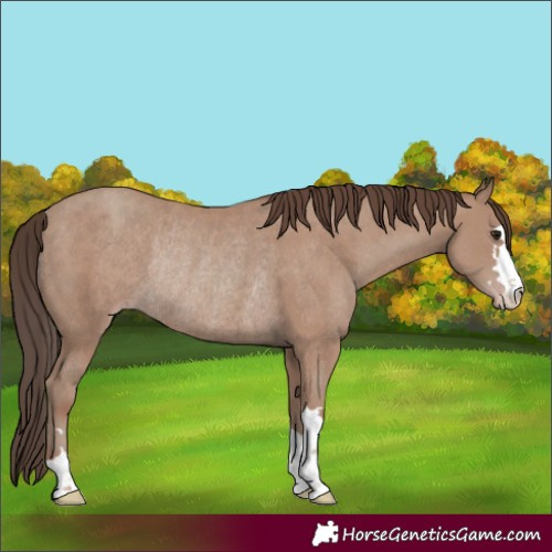 Horse Color:Classic Champagne Rabicano 