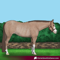 Horse Color:Classic Champagne Rabicano