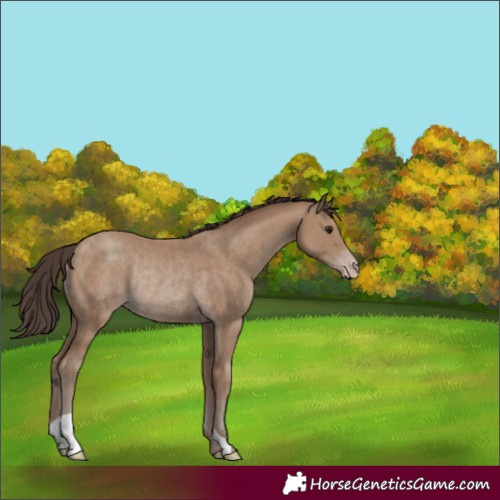 Horse Color:Unknown 