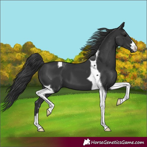Horse Color:Black Tobiano 