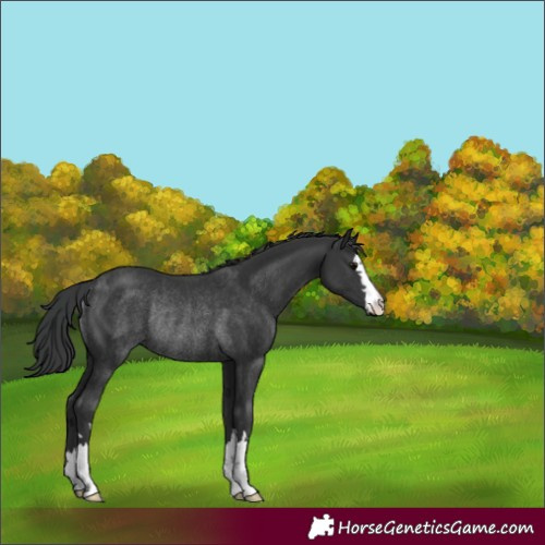 Horse Color:Unknown 