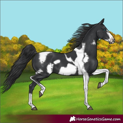 Horse Color:Black Tobiano Frame