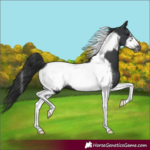 Horse Color:Black Tobiano Frame 