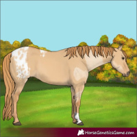 Horse Color:Red Dun Appaloosa and Red Dun