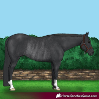 Horse Color:Black Rabicano