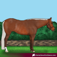 Horse Color:Silver Brown Rabicano
