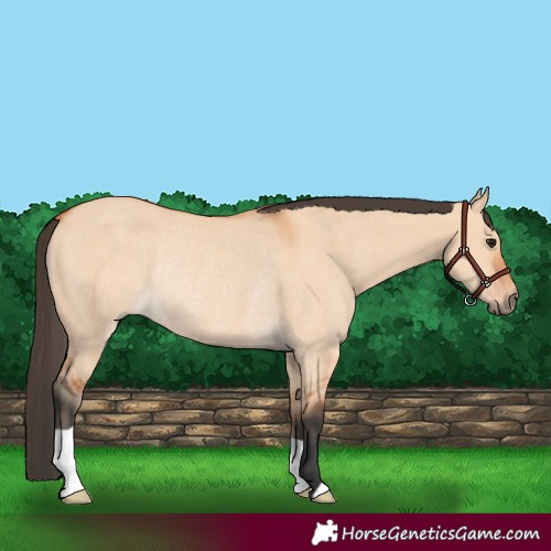 Horse Color:Bay Dun Rabicano