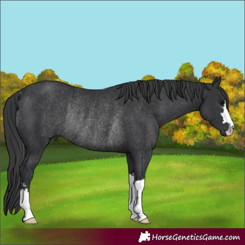 Horse Color:Black Rabicano 