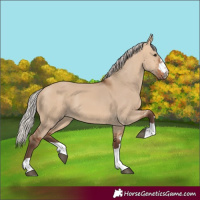 Horse Color:Silver Bay Dun