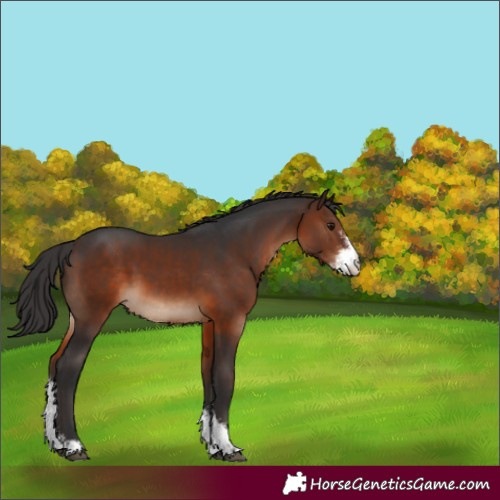 Horse Color:Brown Sabino 