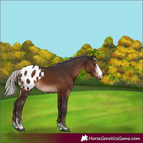 Horse Color:Silver Brown Sabino Appaloosa 