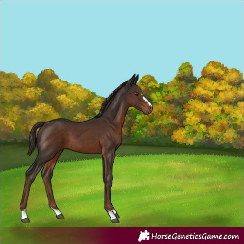 Horse Color:Liver Chestnut 