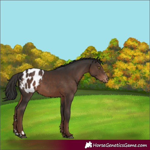 Horse Color:Liver Chestnut Appaloosa 