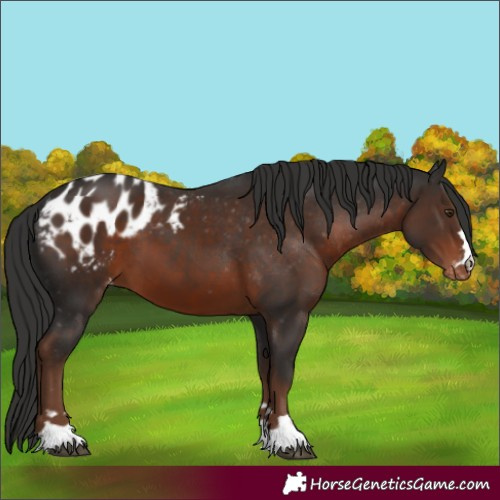 Horse Color:Liver Chestnut Appaloosa 