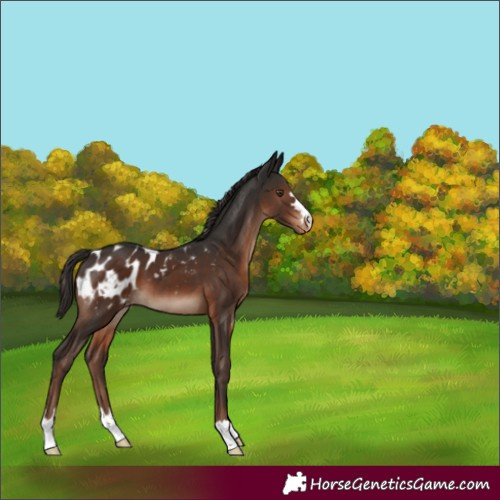 Horse Color:Liver Chestnut Appaloosa 