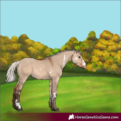 Horse Color:White Spotted Silver Brown Dun Sabino 