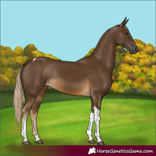 Horse Color:Chocolate Palomino Tobiano 