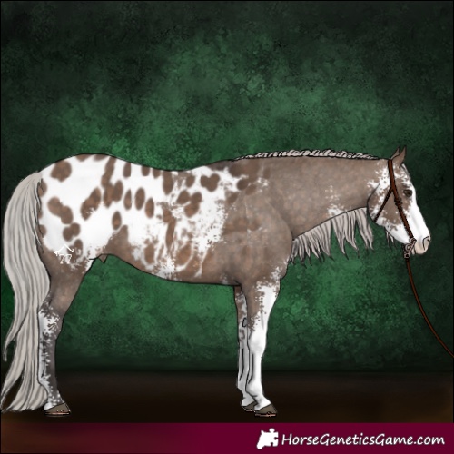 Horse Color:Silver Brown Dun Sabino Appaloosa 