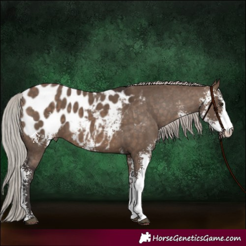 Horse Color:Silver Brown Dun Sabino Blanket 