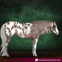 Horse Color:Silver Brown Dun Sabino Appaloosa 