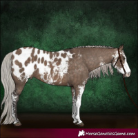 Horse Color:Silver Brown Dun Sabino Blanket 