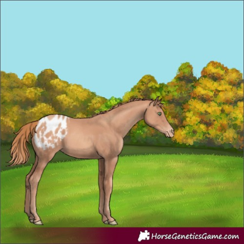 Horse Color:Gold Champagne Blanket
