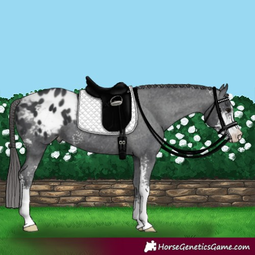Horse Color:Black Sabino Appaloosa 