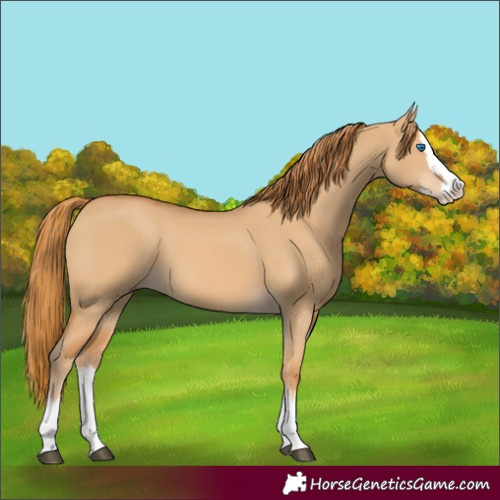 Horse Color:Red Dun Splash 