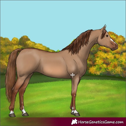 Horse Color:Red Dun 