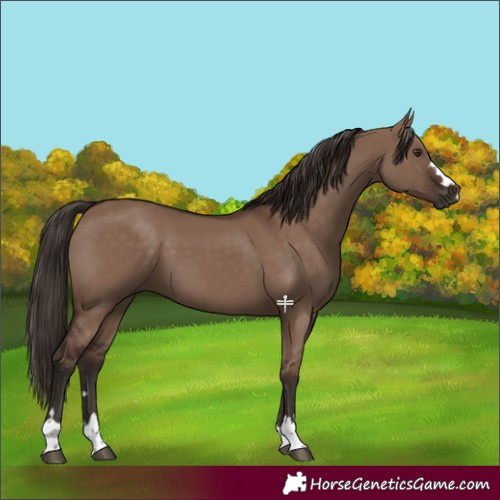 Horse Color:Liver Red Dun 