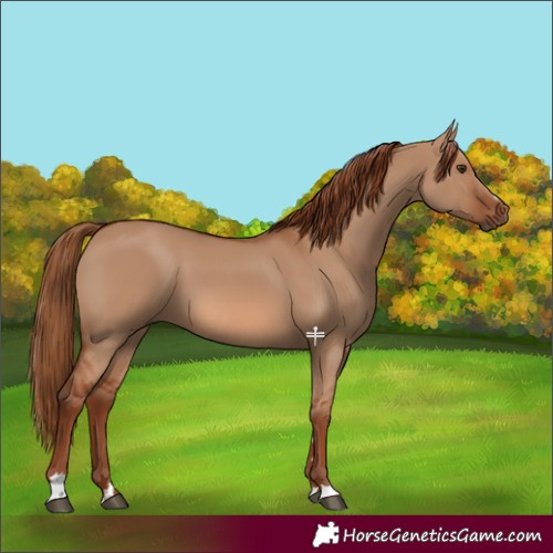 Horse Color:Red Dun 
