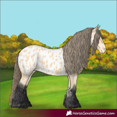 Horse Color:Buckskin Appaloosa 