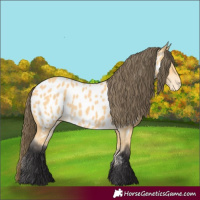 Horse Color:Buckskin Appaloosa 