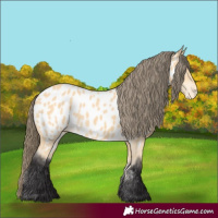 Horse Color:Buckskin Appaloosa