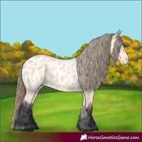 Horse Color:Buckskin Appaloosa 