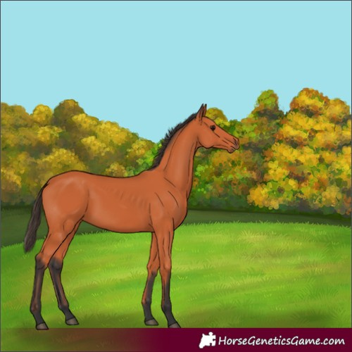 Horse Color:Unknown 