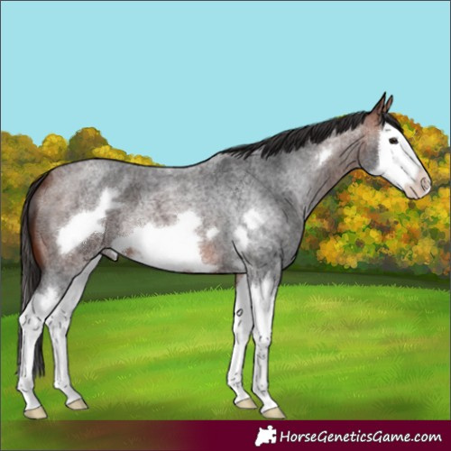 Horse Color:Unknown 