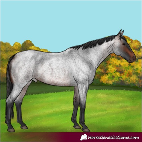 Horse Color:Unknown 