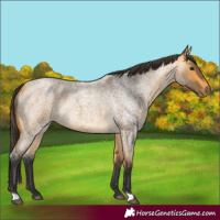 Horse Color:Unknown